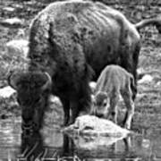 Bison Red Dog With Mom Black And White Poster