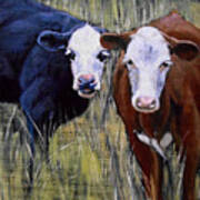 Black And Brown Cow Poster