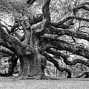 Black And White Angel Oak Tree Poster