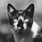 Black And White Cat Close Up Poster