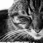 Black And White Cat Nap Poster