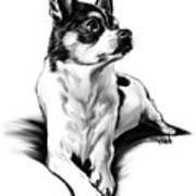 Black And White Chihuahua By Spano Poster