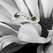 Black And White Daisy Water Poster