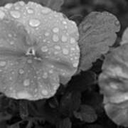 Black And White Dewy Pansy 1 Poster