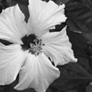 Black And White Hibiscus 2 Poster