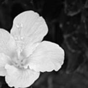 Black And White Hibiscus 3 Poster