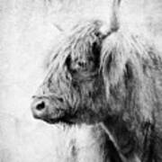 Black And White Highlander Cow Poster