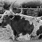 Black And White Longhorn Poster