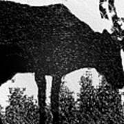 Black And White Moose Poster