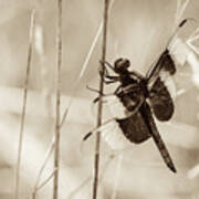 Black And White Of Widow Skimmer Dragonfly Poster