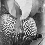Black And White Orchid Poster