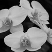 Black And White Orchids Poster