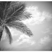 Black And White Palm Poster