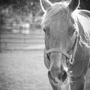 Black And White Portrait Of A Horse In The Sun Poster