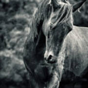 Black And White Portrait Of Horse Poster