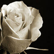 Black And White Rose 5534.01 Poster