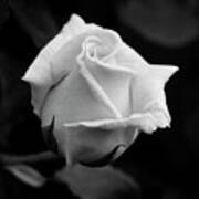 Black And White Rose Poster