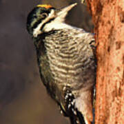 Black-backed Woodpecker Poster