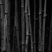Black Bamboo Poster