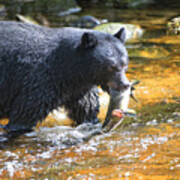 Black Bear And Salmon Poster