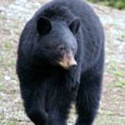 Black Bear At Banff National Park Poster