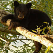 Black Bear Cub Resting On A Tree Branch Poster