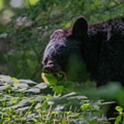 Black Bear Eating Leaves With Mouth Open Showing His Teeth Poster