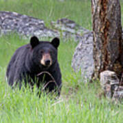 Black Bear In Green Grassy Meadow At Attention Looking Forward Poster