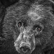 Black Bear Portrait 3 Poster