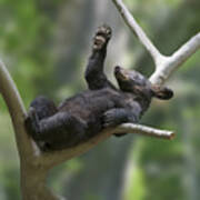 Black Bear With Paw In Air Blocking Sun Glare Poster