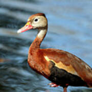 Black Bellied Whistling Duck Poster