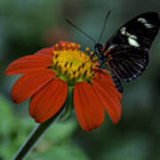 Black Butterfly On Orange Flower Poster