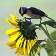 Black-capped Chickadee On Sunflower Poster