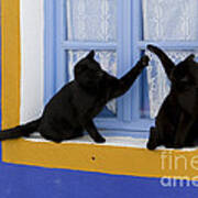 Black Cats Fighting Poster