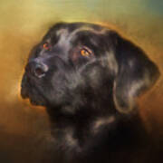 Black Lab Portrait 2 Poster