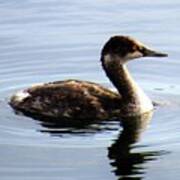 Black Necked Grebe Poster