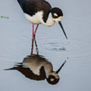 Black-necked Stilt Reflection Poster