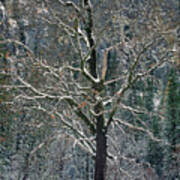 Black Oak Quercus Kelloggii With Dusting Of Snow Poster