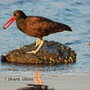 Black Oyster Catcher Says I Share Ideas Poster