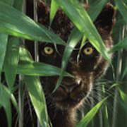 Black Panther - Wild Eyes Poster