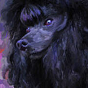 Black Poodle Poster