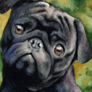 Black Pug Poster