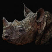 Black Rhino Poster