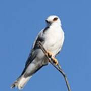 Black-shouldered Kite Poster