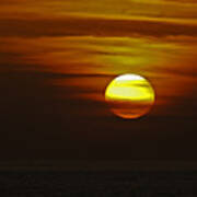 Black Skimmer Sunset Poster