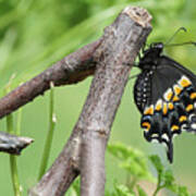 Black Swallowtail And Chrysalis Poster