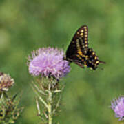 Black Swallowtail Butterfly Poster