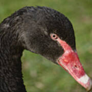 Black Swan Portrait Poster