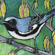 Black Throated Blue Warbler Poster