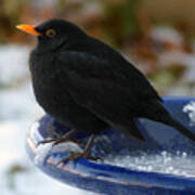 Blackbird In Winter Poster